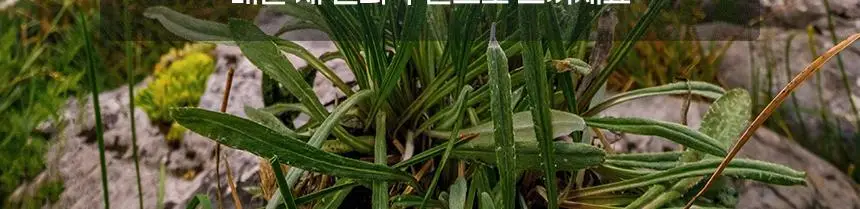 [대용량] 덴티본조르노 고불소/미백 치약 100g 3+1개 (+혀클리너 증정) 상세페이지 5